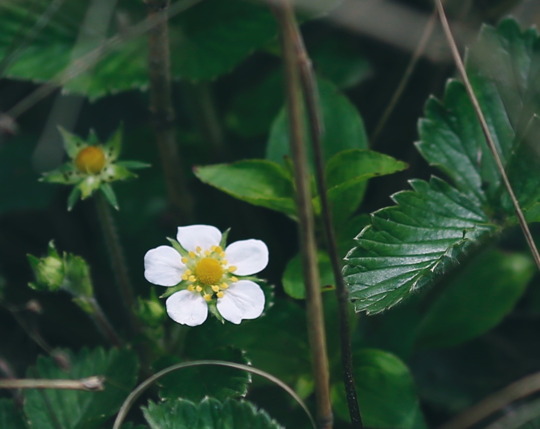 野生白草莓花