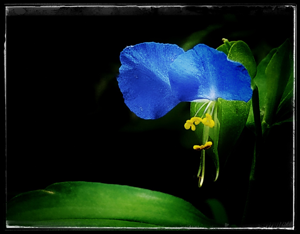 乡下路边的猫耳朵草也开花了,觉得挺漂亮就随手拍了一张