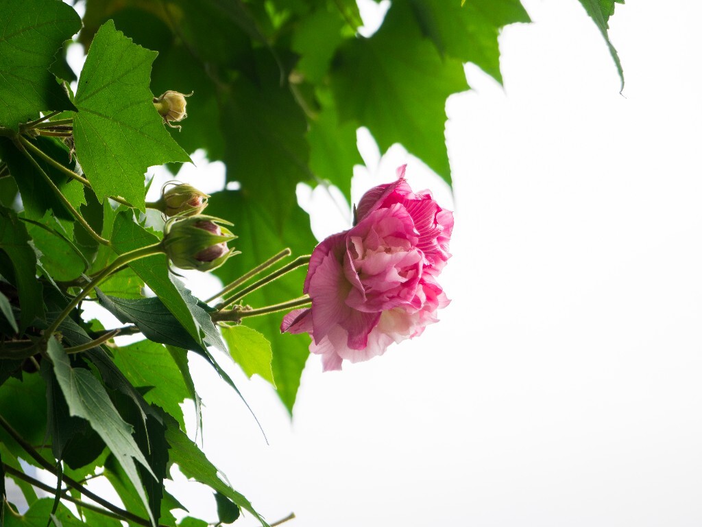 木芙蓉