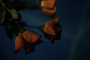 6229828