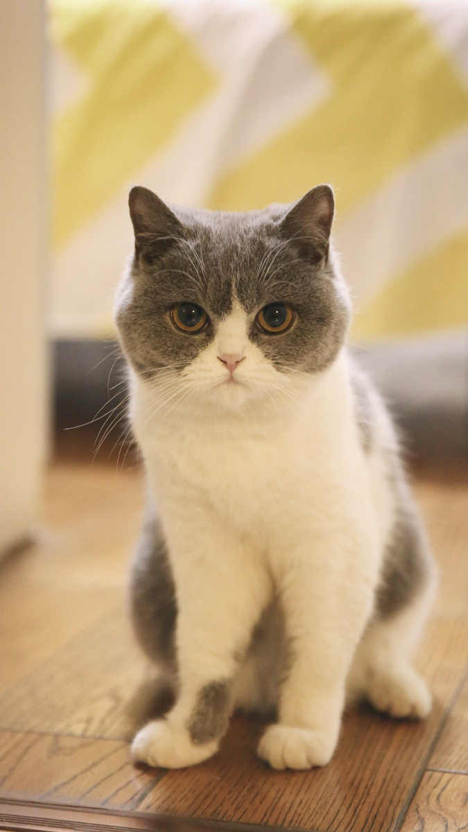 我的可爱小猫咪