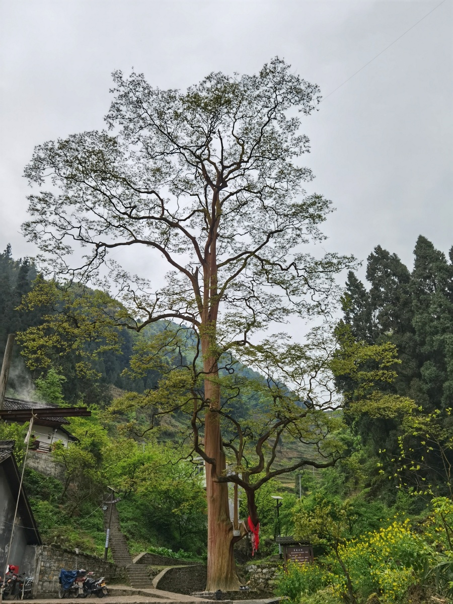 千年紫薇树