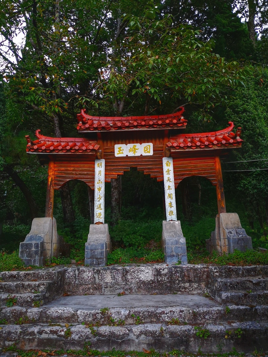 玉峰寺丽江万朵茶花一树开就在这里