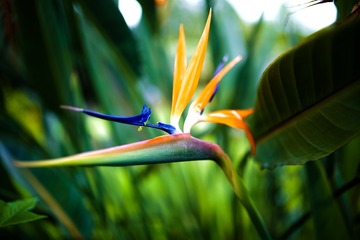 似花