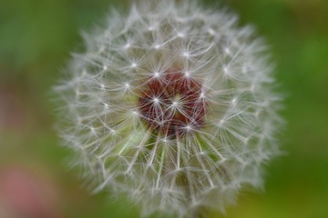 2307339