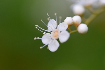 2392068