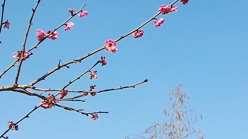 梅花几朵迎春