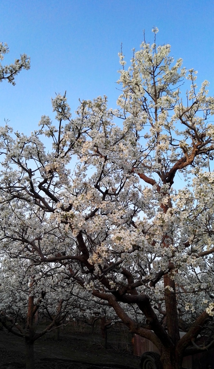 库尔勒梨花盛开