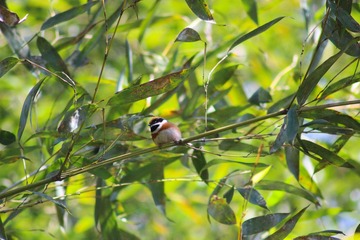 IMG_2966-1