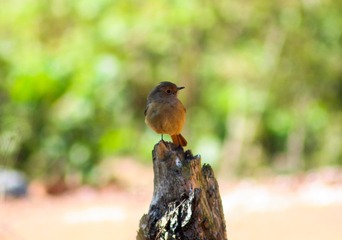 IMG_2952-1