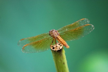 IMG_2348-1