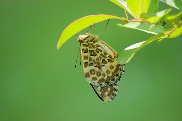 IMG_7519-1斐豹蛱蝶