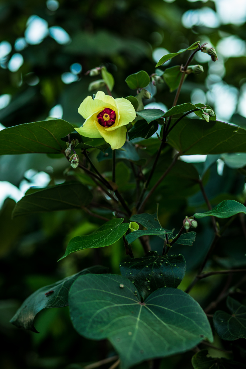 黄槿- 楼梯间里的狍子 - 图虫
