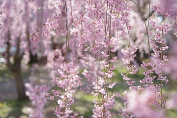 SEL50F14Z - DSC00708