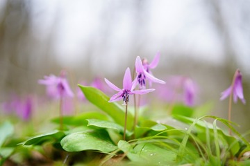 SEL50F14Z - DSC01310