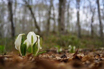 SEL50F14Z - DSC00947