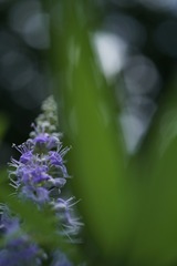 or-a7rm2_wsel50m28_uptoa2_dsc0441-1