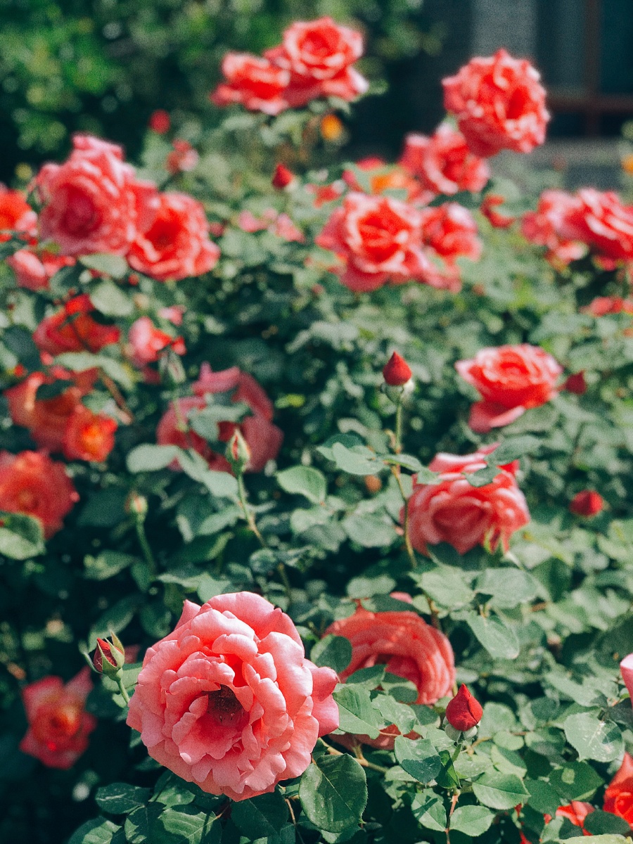立夏花团锦簇姹紫嫣红摄于北大