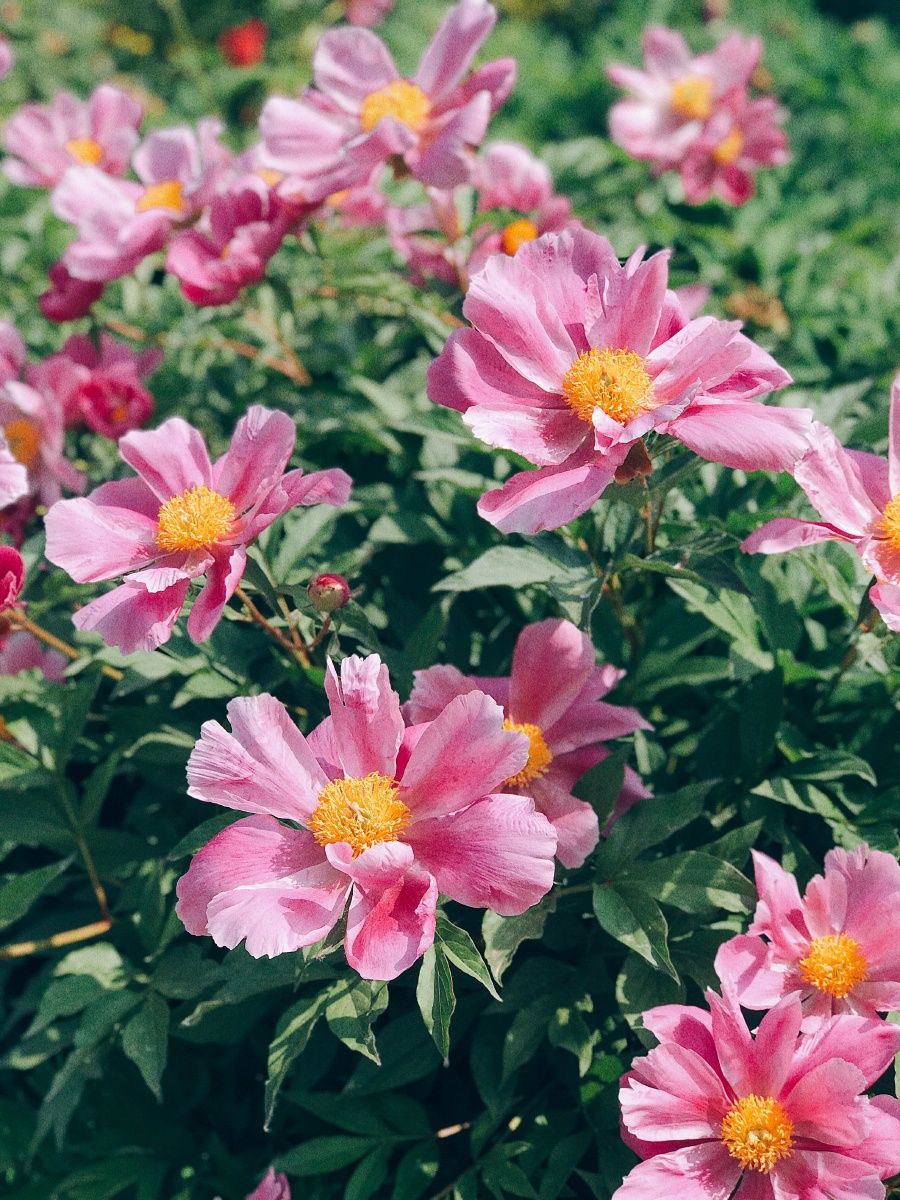 立夏花团锦簇姹紫嫣红摄于北大