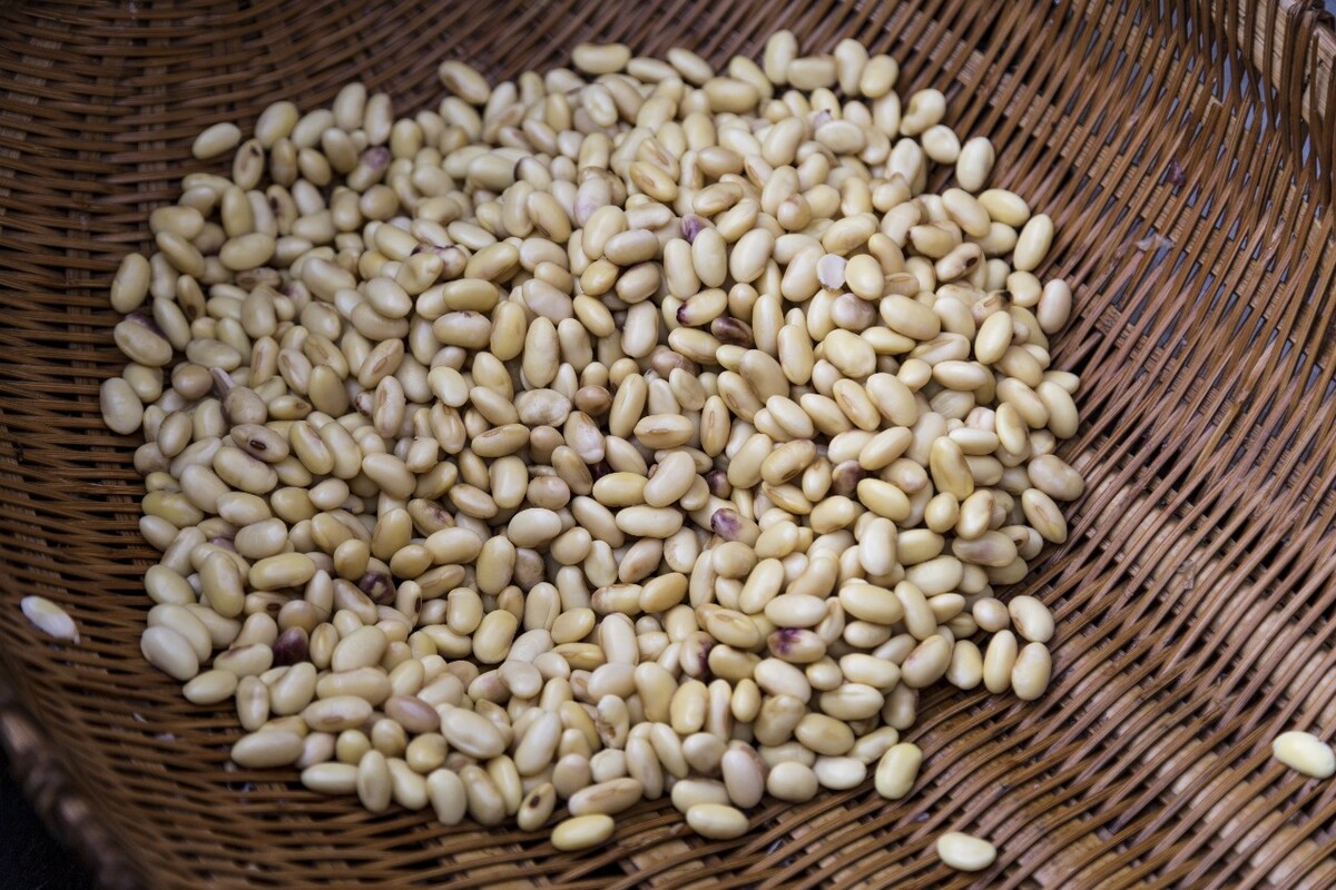 黄豆