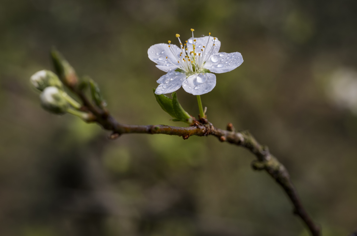 拈花时节别误春