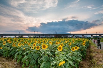 5D3_3940