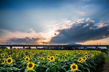 5D3_3779