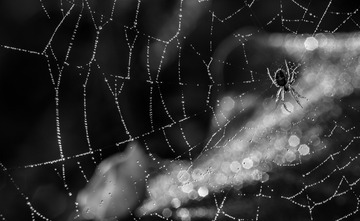 5D3_8654-2