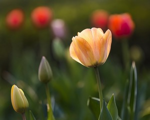 SJY_0070