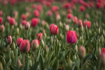 SJY_0074
