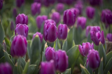SJY_0078