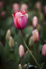 SJY_0096
