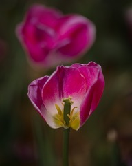 SJY_0103