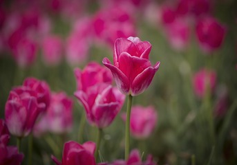 SJY_0105