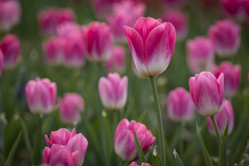 SJY_0134