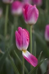 SJY_0152