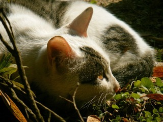 cat