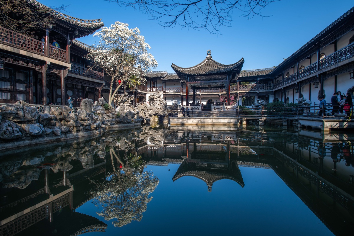 扬州何园景区玉兰花盛开