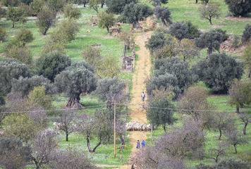 IMG_1006-0