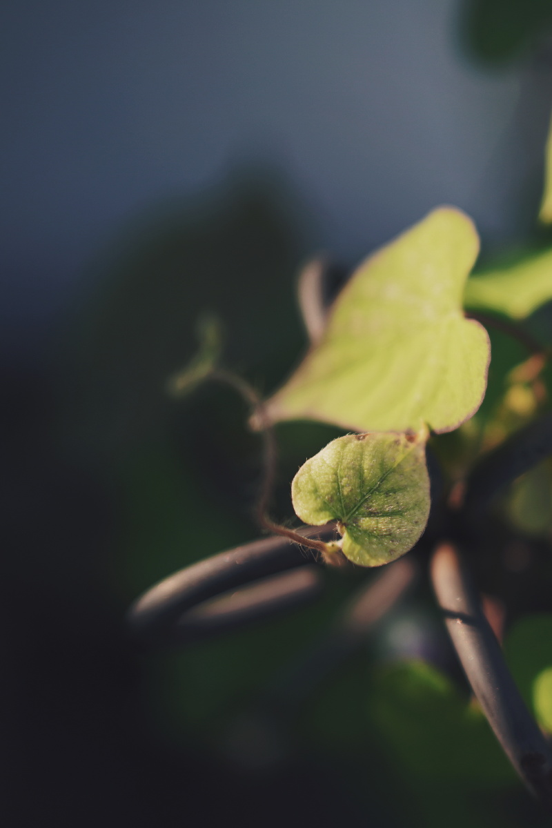 牵牛花叶子的光影