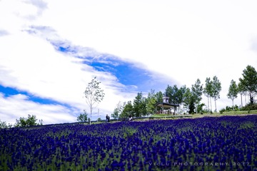 富良野-2