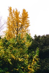 秋霞圃-25