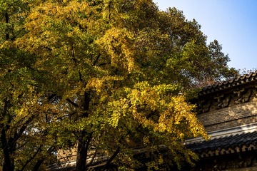 灵谷寺秋色-61