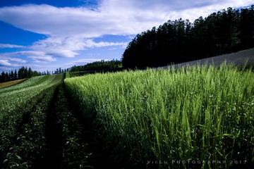 富良野-48