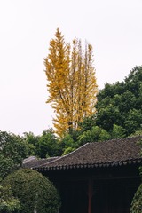 秋霞圃-22