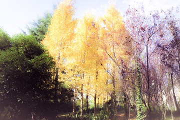IMGP4502-1