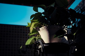IMGP9232-1