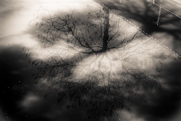 IMGP6447-1