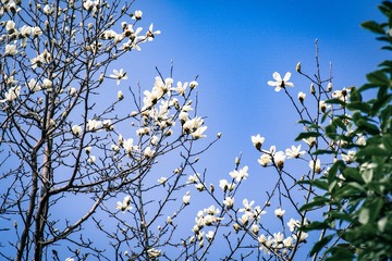 IMGP6706-1