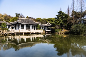 梅园腊梅-1